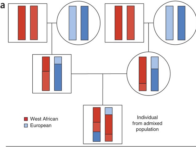 Admixture Mapping